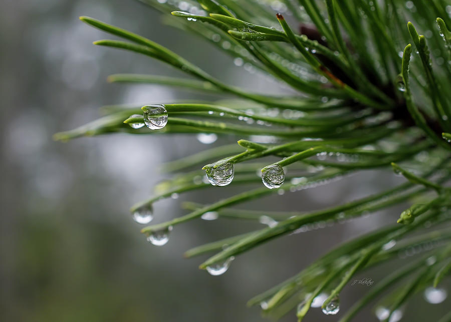 The Richness Of The Rain - Nature Art Photograph by Jordan Blackstone