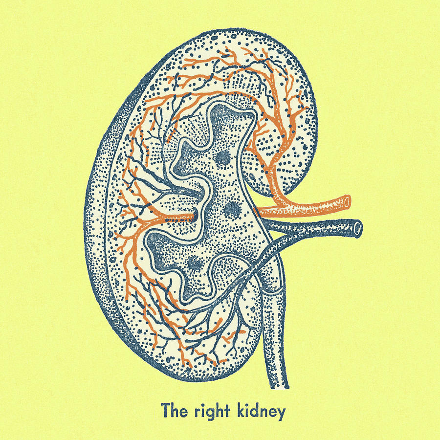 Human kidney illustration, drawing, engraving, ink, line art, vector Stock  Vector | Adobe Stock