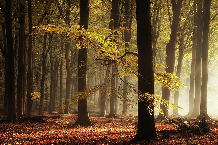 The Right Light Photograph By Martin Podt