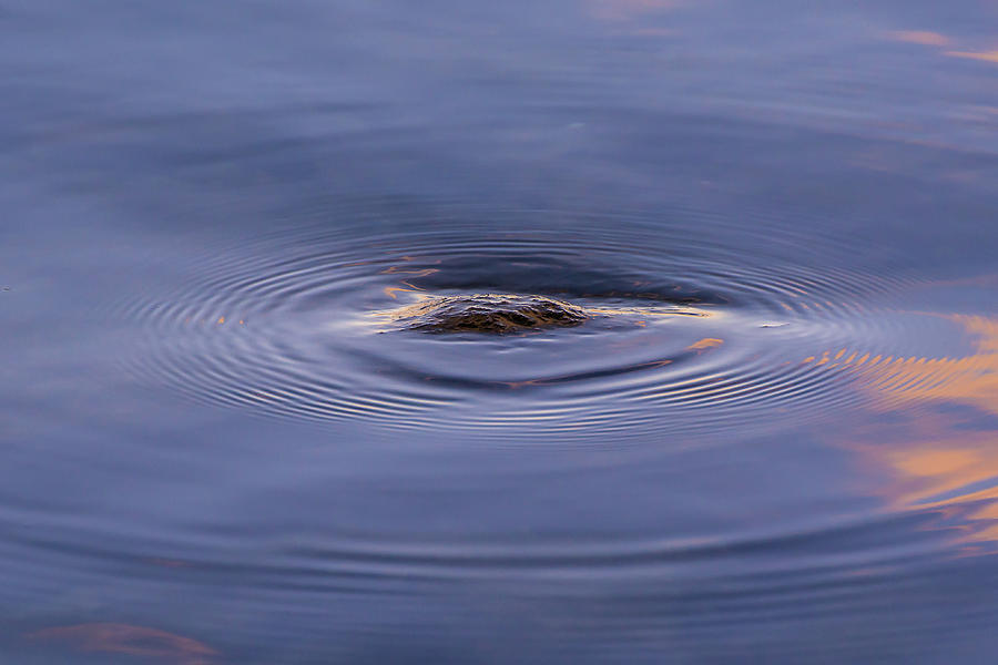 Abstract Photograph - The Ripple Effect by Su Buehler