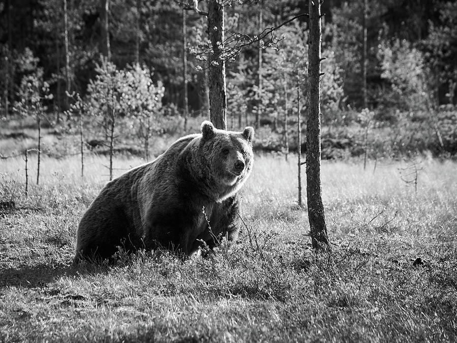 The rising. Brown Bear in bw Photograph by Jouko Lehto