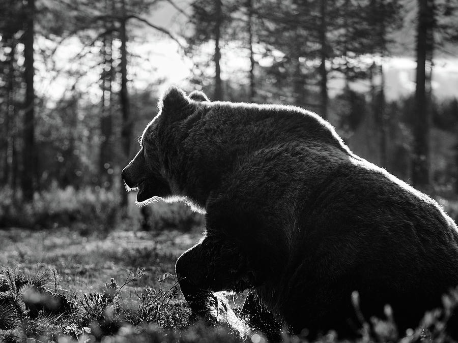The rising II. Brown Bear in bw Photograph by Jouko Lehto