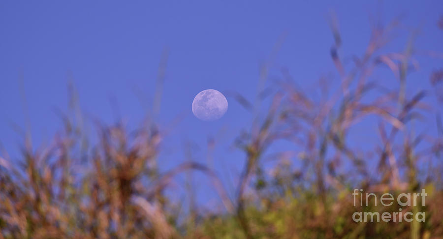 The Rising Moon Photograph