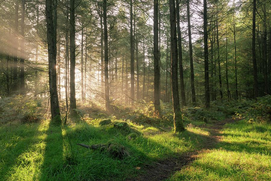 The Rising Sun In A Coniferous Forest Photograph by Craig Joiner - Fine ...