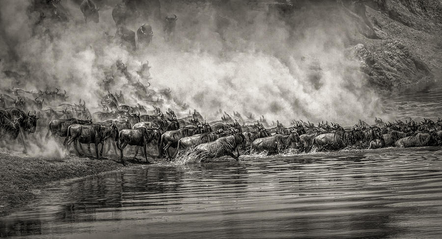Animal Photograph - The River Crossing by Ram Ramkumar