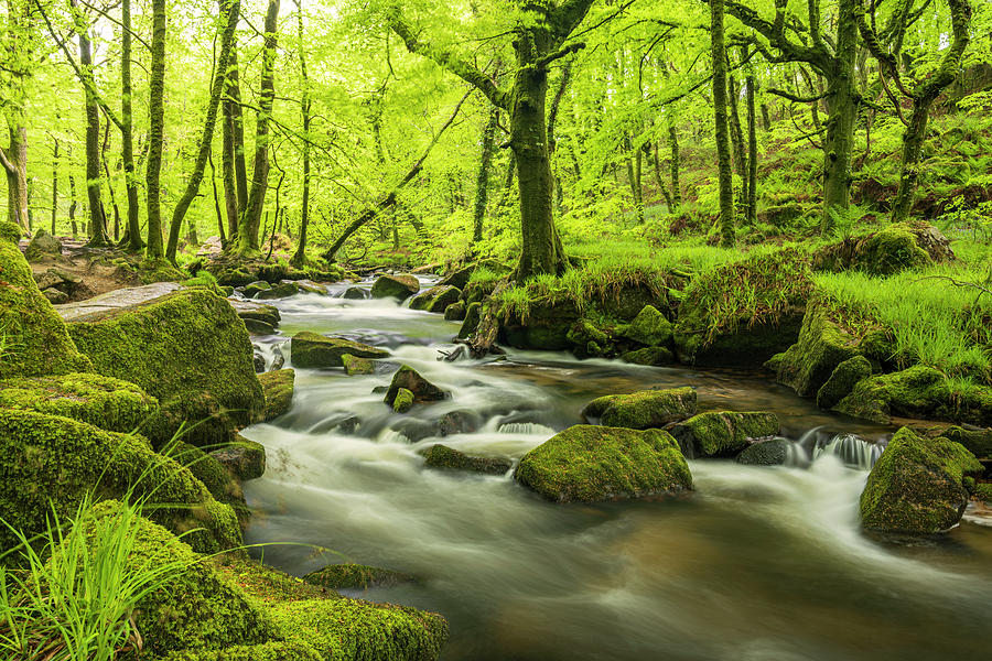 The River Fowey At Golitha Falls Surrounded By Forest In Photograph by Ross Hoddinott / Naturepl.com The River Fowey At Golitha Falls Surrounded By Forest In Photograph by Ross Hoddinott / Naturepl.com