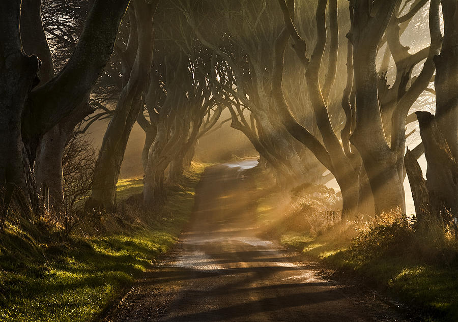 Tree Photograph - The Road Goes Ever On & On by Gary Mcparland