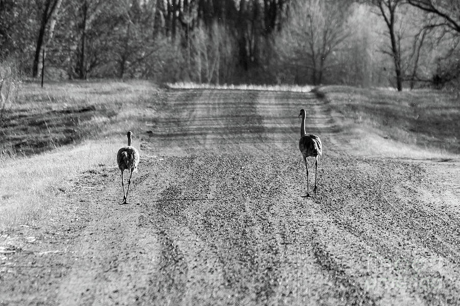 The Road is Long by Sheila Skogen The Road is Long by Sheila Skogen