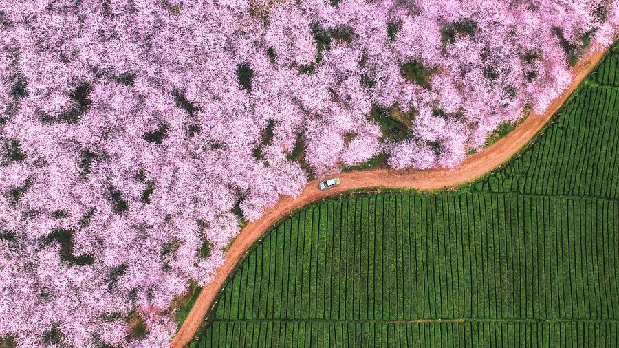 Tree Photograph - The Road Of Flower by ??tianqi