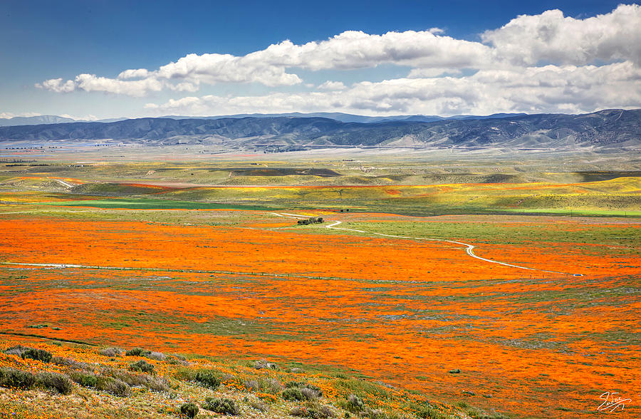 The Road Through The Poppies 2 Photograph by Endre Balogh