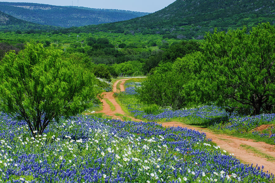 The Road To Bluebonnet Haven 2 Photograph by Johnny Boyd