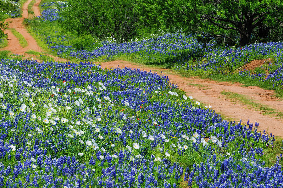 The Road To Bluebonnet Haven 3 Photograph by Johnny Boyd