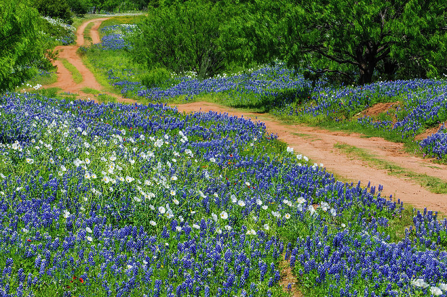 The Road To Bluebonnet Haven 4 Photograph by Johnny Boyd