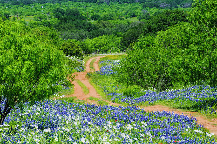 The Road To Bluebonnet Haven Photograph by Johnny Boyd