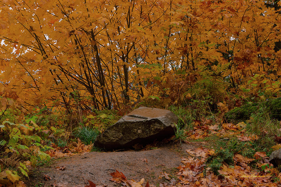 The Rock by Hans Franchesco The Rock by Hans Franchesco