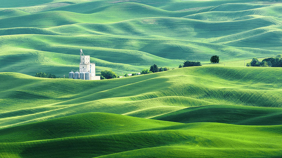 The Rolling Fields of Palouse Photograph by Hamish Mitchell