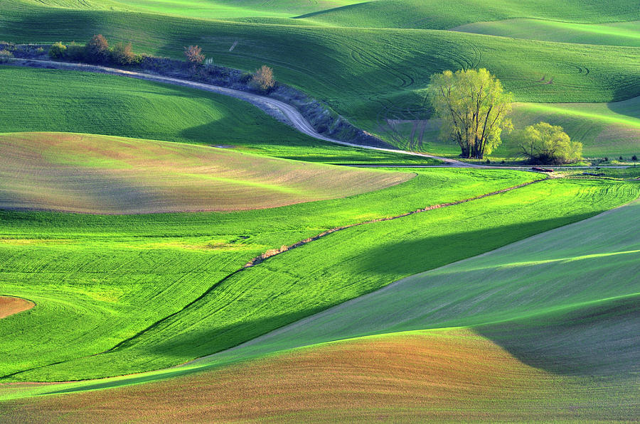 The Rolling Hills Farmland In Palouse by Lijuan Guo Photography