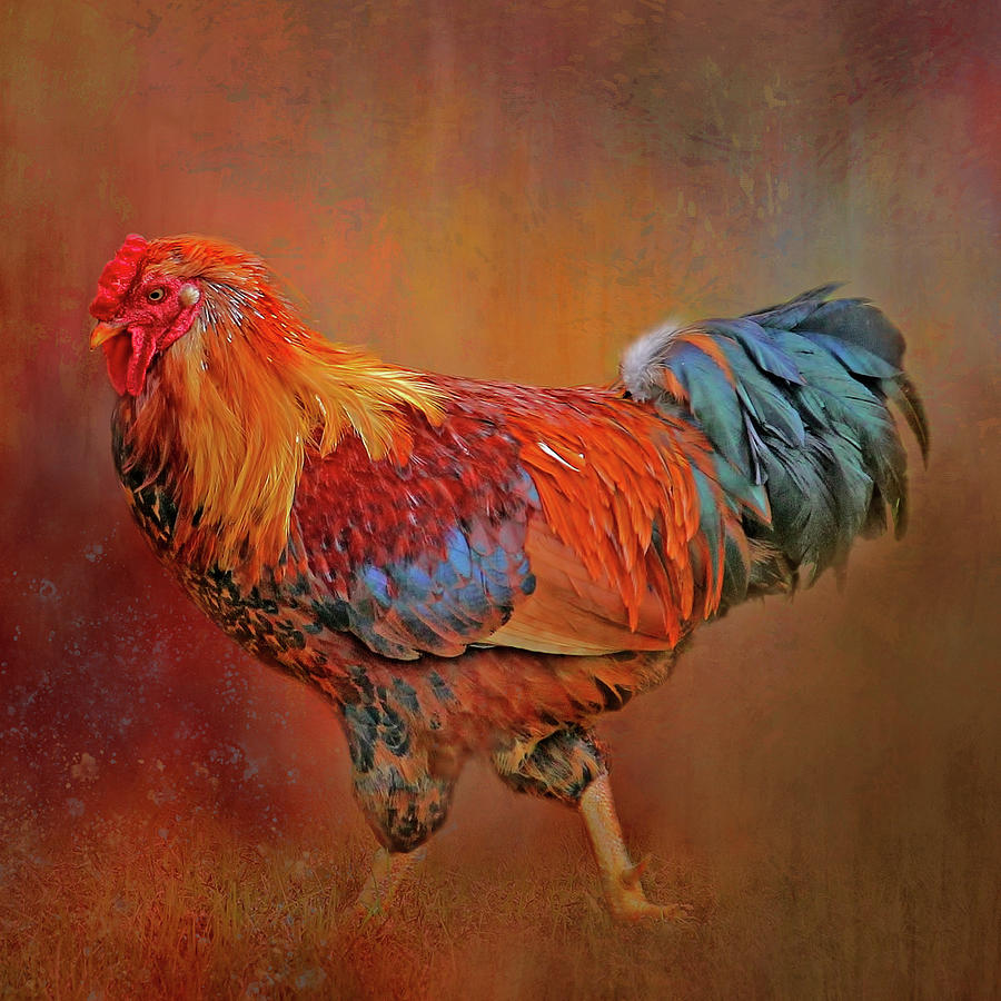The Rooster Strut Photograph by HH Photography of Florida