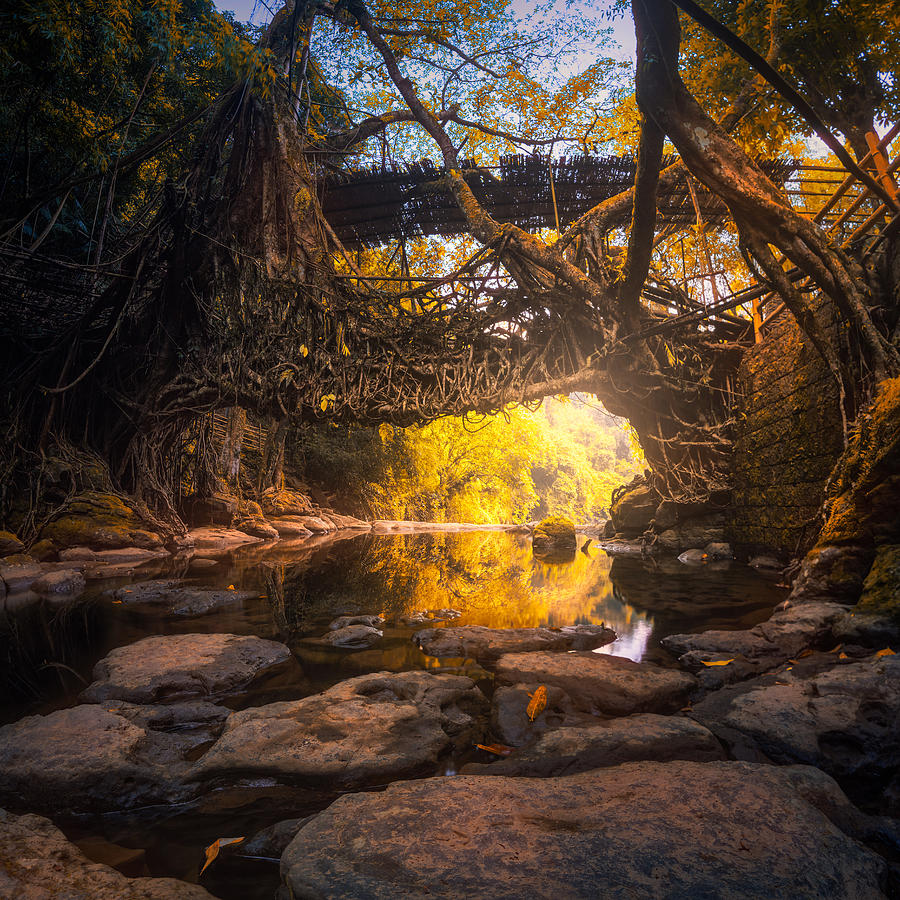 Tree Photograph - The Root Bridge by Sandeep Mathur