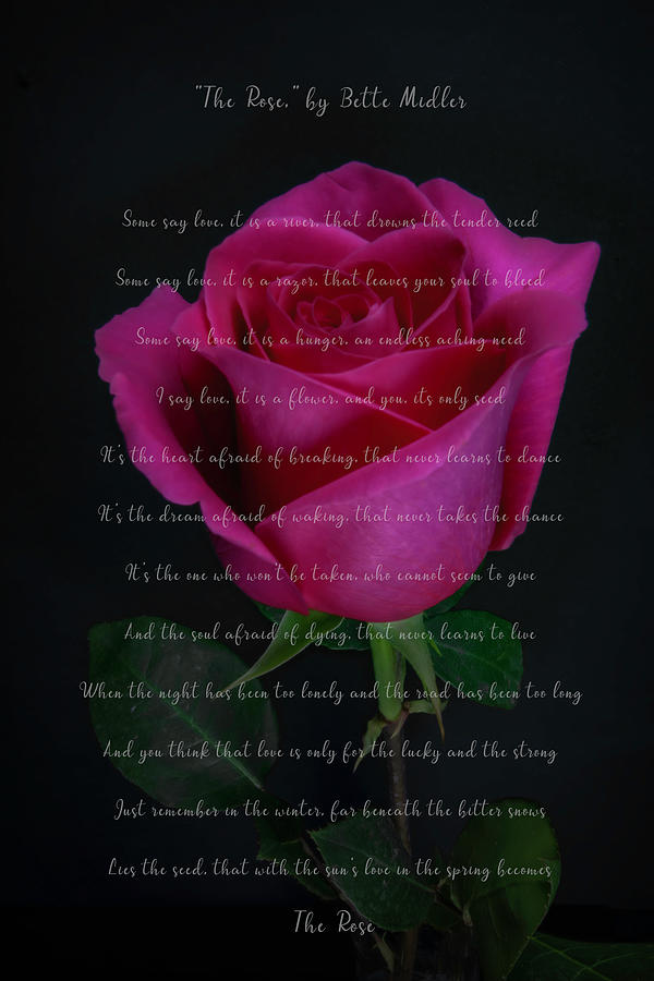 The Rose 2 Photograph by Sandi Kroll