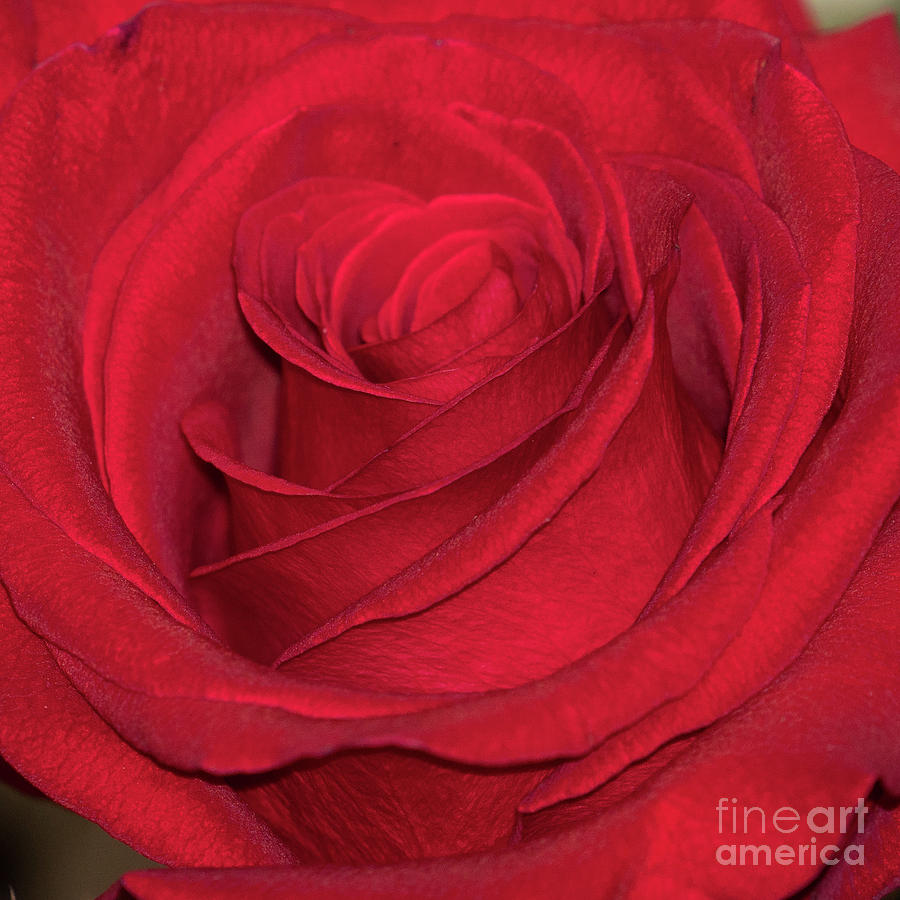 The Rose by Annerose Walz The Rose by Annerose Walz