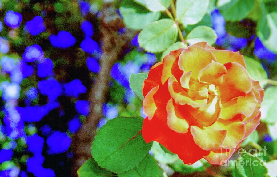 Flower Photograph - The Rose by D Davila