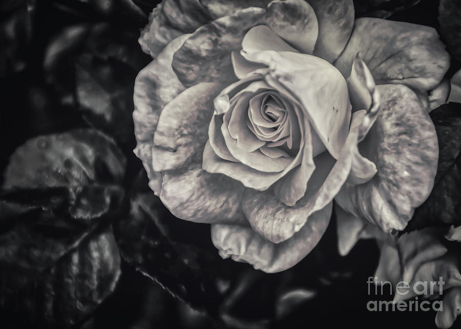 The Rose In Black and White Photograph by Janice Pariza
