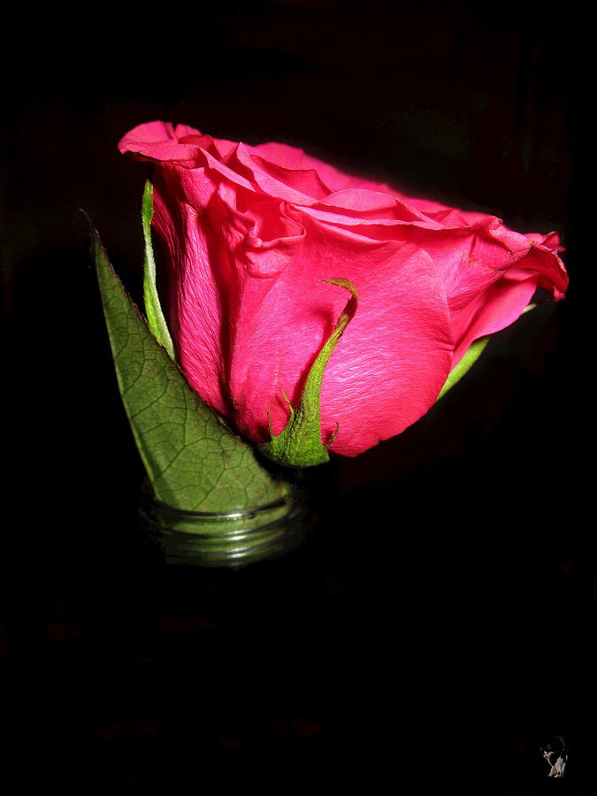 The Rose Photograph