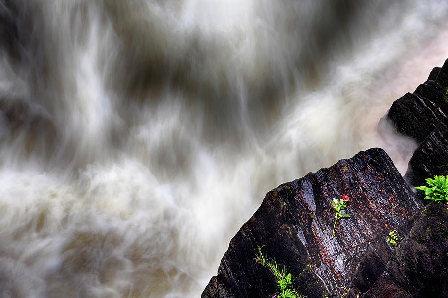 The Rose of Black Linn Falls - The Hermitage - Dunkeld Scotland Photograph by Jason Politte