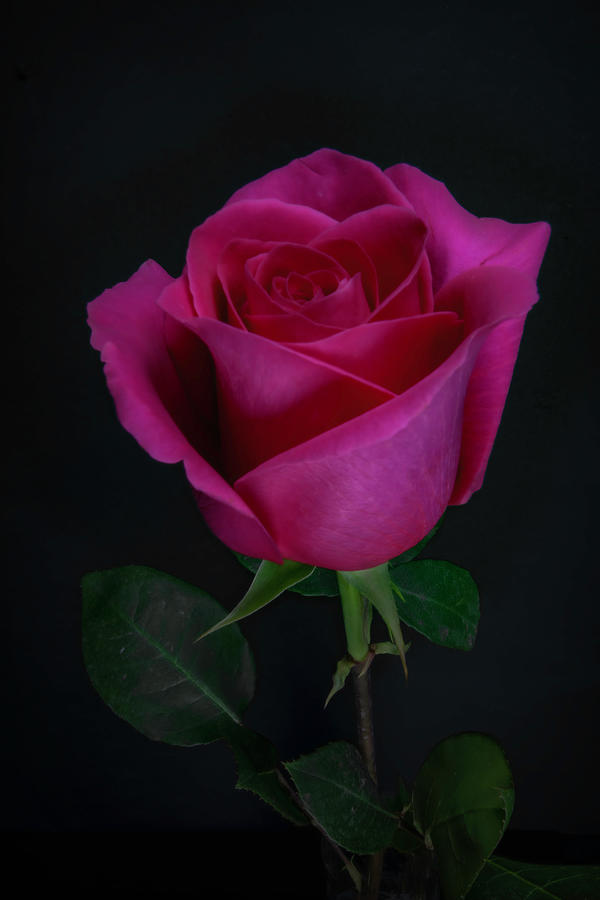 The Rose Photograph by Sandi Kroll