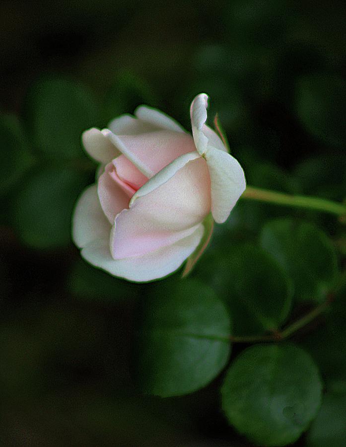 The Rosebud Photograph by Karen McKenzie McAdoo