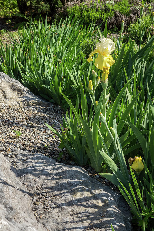 The Rough Edge of the Garden - Yellow Irises and Rocks Photograph by Georgia Mizuleva