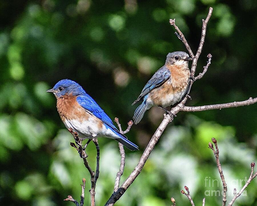 Bluebird Photograph - The Royal Eastern Bluebird Couple by Cindy Treger