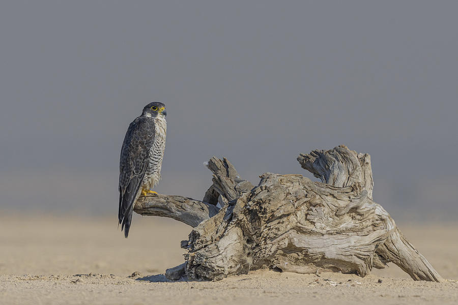 Bird Photograph - The Royal Seat by Vikas Garg