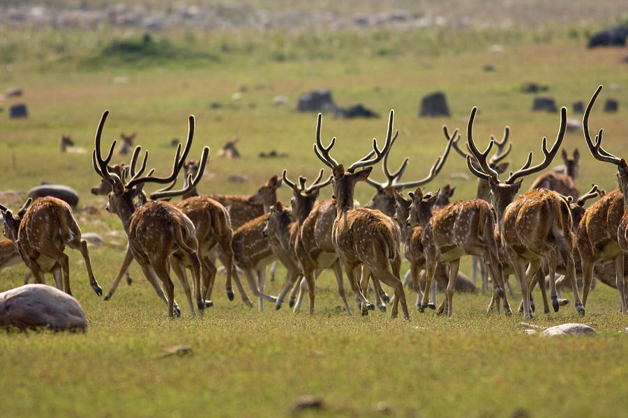 The Royal Stags Photograph by The Wild Side By Nachiketa Bajaj