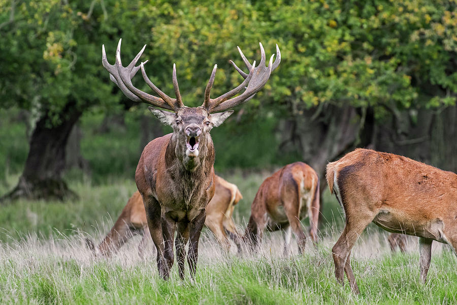 The Rut Photograph by Arterra Picture Library