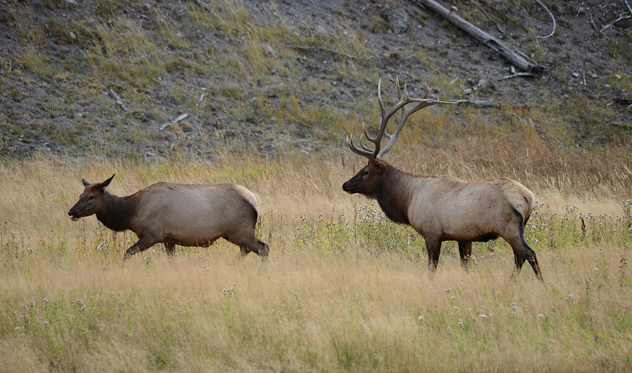 The Rut Photograph by Whispering Peaks Photography - Fine Art America