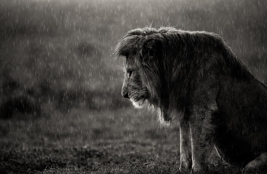 Wildlife Photograph - The Sad Lion by Ali