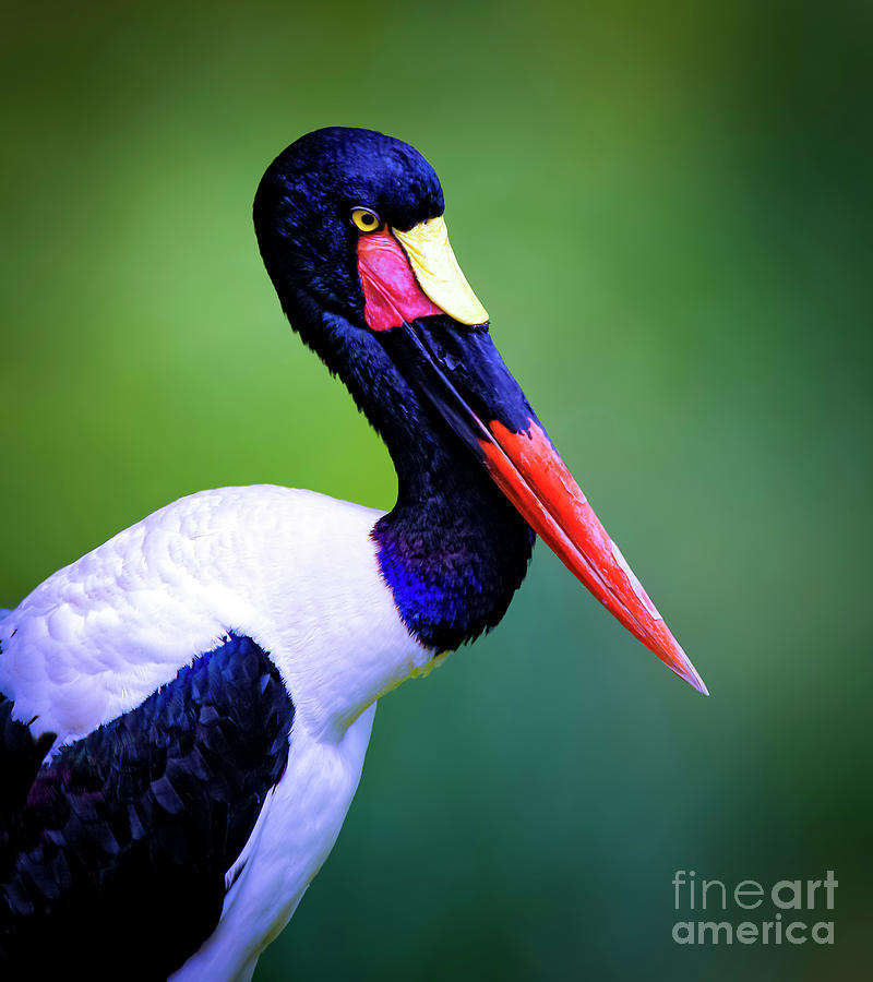The Saddle-billed Stork Photograph by Marina McLain