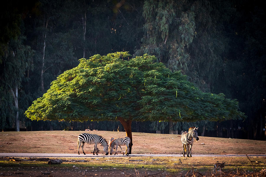 The Safari Photograph by Roy Darnell