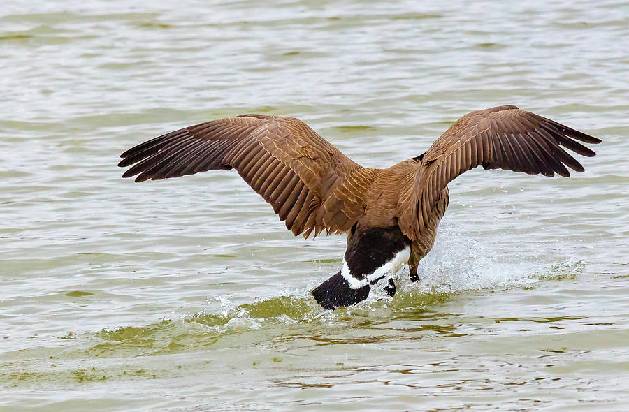 The Safe Landing by Jaquita Watters The Safe Landing by Jaquita Watters