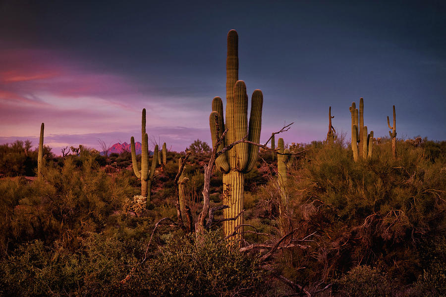 The Saguaro Forest Sunset  Photograph by Saija Lehtonen