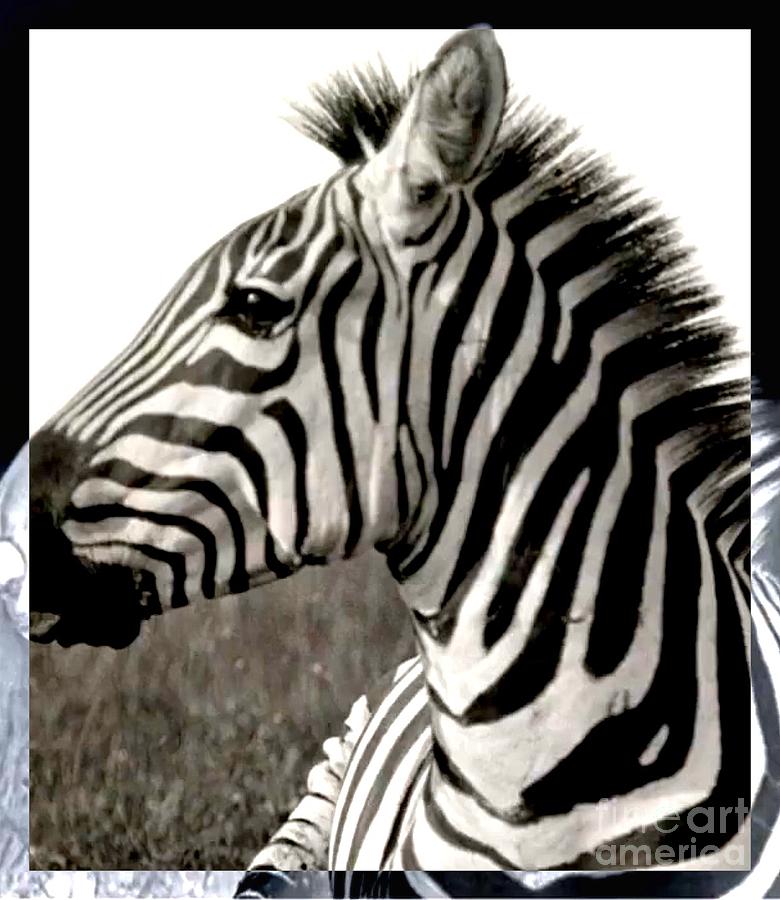 Zebra Digital Art - The Saint by Sharon Green Zebra Digital Art - The Saint by Sharon Green
