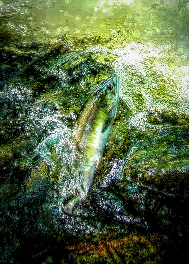 The Salmon Digital Art by Ernest Echols