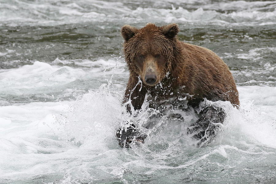 The Salmon Run Photograph By Adam Smith - Pixels