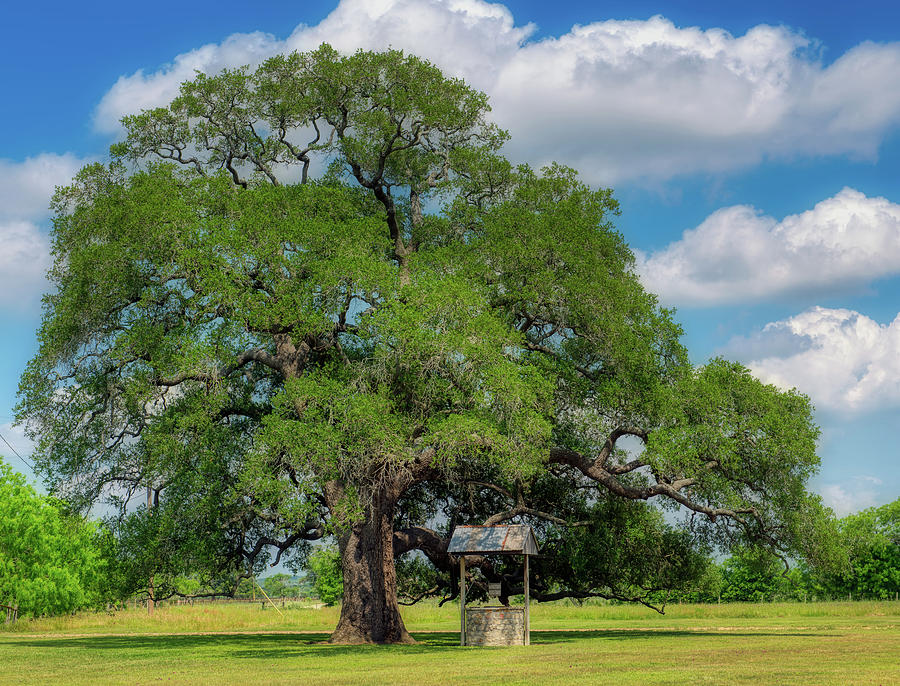 The Sam Houston Oak Tree Photograph by Mountain Dreams