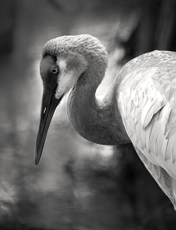 Wildlife Photograph - The Sandhill Crane On The Pond by Robin Wechsler