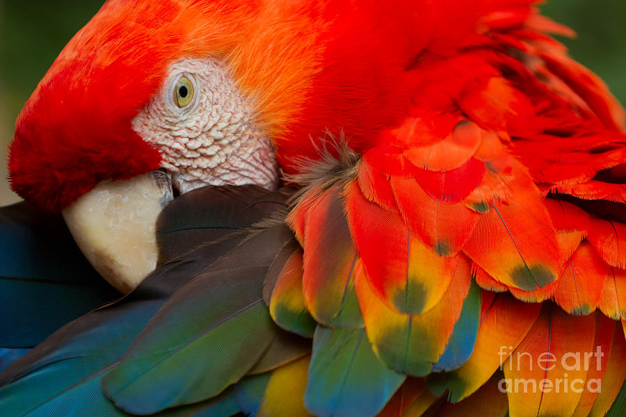 Feather Photograph - The Scarlet Macaw Is A Large Colorful by Ammit Jack Feather Photograph - The Scarlet Macaw Is A Large Colorful by Ammit Jack
