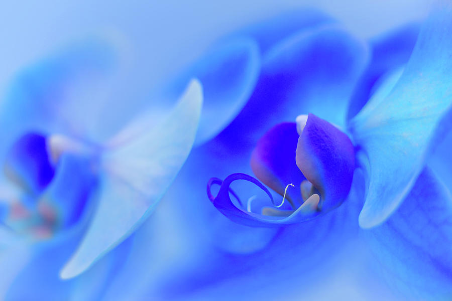 Orchid Photograph - The Scent Of Blue Mystique by Iryna Goodall