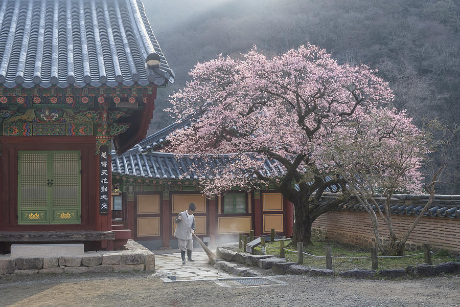 The Scent Of Spring, Baekyangsa Photograph by Jaeyoun Ryu